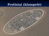 Išvardyti gamtinės atrankos formas 18 puslapis