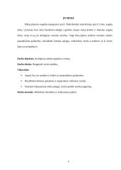 Verslininkystės pagrindų savarankiškas namų darbas 3 puslapis