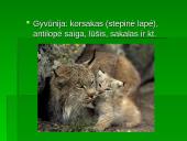 Vidutinių platumų augalija 13 puslapis