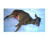 Illegal Hunting 3 puslapis