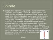 Nėštumo nutraukimas ir kontraceptinės priemonės 12 puslapis