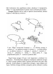 Plūgo paskirtis ir sandara, plūgo korpuso dalys, verstuvių tipai, noragų paskirtis ir tipai, peilių paskirtis ir tipai 13 puslapis