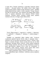 Plūgo paskirtis ir sandara, plūgo korpuso dalys, verstuvių tipai, noragų paskirtis ir tipai, peilių paskirtis ir tipai 14 puslapis