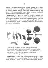Plūgo paskirtis ir sandara, plūgo korpuso dalys, verstuvių tipai, noragų paskirtis ir tipai, peilių paskirtis ir tipai 17 puslapis