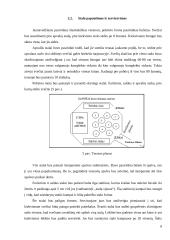 Vestuvių šventės organizavimas 8 puslapis