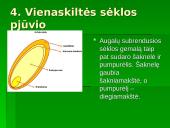 Gyvūnų dauginimasis skaidrės 11 puslapis