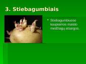 Gyvūnų dauginimasis skaidrės 4 puslapis