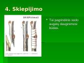 Gyvūnų dauginimasis skaidrės 5 puslapis