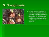 Gyvūnų dauginimasis skaidrės 6 puslapis