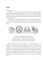 Rotorinis trupintuvas kursinis 2 puslapis