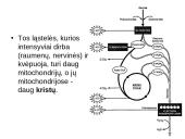 Aerobinis kvepavimas 4 puslapis