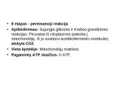 Aerobinis kvepavimas 6 puslapis