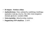 Aerobinis kvepavimas 7 puslapis