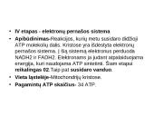 Aerobinis kvepavimas 8 puslapis