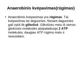 Aerobinis kvepavimas 9 puslapis
