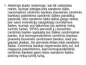 Korespondentinė bankininkystė tarptautinių finansų seminarinis darbas 11 puslapis
