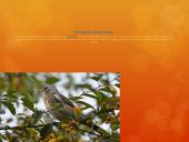 Paukščiai mūsų gyvenime  12 puslapis