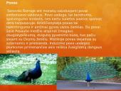 Paukščiai mūsų gyvenime  4 puslapis