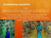 Paukščiai mūsų gyvenime  8 puslapis