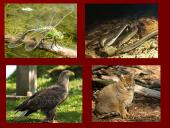 Астраханский заповедник  11 puslapis