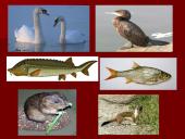 Астраханский заповедник  7 puslapis