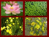 Астраханский заповедник  9 puslapis