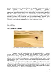 Didžiosios pasaulio dykumos 11 puslapis