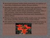 Drėgnieji atogrąžų miškai skaidrės 5 puslapis
