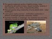 Drėgnieji atogrąžų miškai skaidrės 7 puslapis