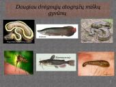 Drėgnieji atogrąžų miškai skaidrės 8 puslapis
