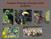 Drėgnieji atogrąžų miškai skaidrės 10 puslapis