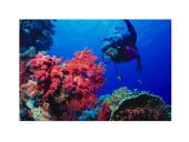 Stuburiniai gyvūnai: koralai ir medūzos 11 puslapis