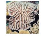 Stuburiniai gyvūnai: koralai ir medūzos 13 puslapis