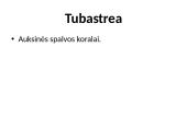 Stuburiniai gyvūnai: koralai ir medūzos 14 puslapis