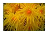 Stuburiniai gyvūnai: koralai ir medūzos 15 puslapis