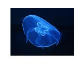 Stuburiniai gyvūnai: koralai ir medūzos 17 puslapis