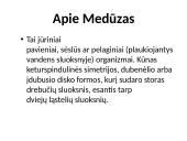 Stuburiniai gyvūnai: koralai ir medūzos 18 puslapis