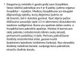 Stuburiniai gyvūnai: koralai ir medūzos 20 puslapis