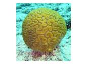 Stuburiniai gyvūnai: koralai ir medūzos 4 puslapis