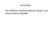 Stuburiniai gyvūnai: koralai ir medūzos 6 puslapis