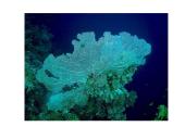 Stuburiniai gyvūnai: koralai ir medūzos 7 puslapis