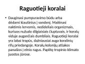 Stuburiniai gyvūnai: koralai ir medūzos 8 puslapis