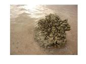 Stuburiniai gyvūnai: koralai ir medūzos 9 puslapis