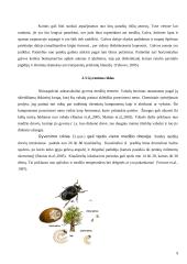 Niūraspalvio auksavabalio (osmoderma eremita) buveinės tyrimai Kauno ąžuolyne 9 puslapis