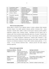 Dekoratyvinio apželdinimo projektinis darbas 6 puslapis