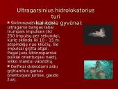 Garsas skaidrės 13 puslapis