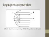 Apšvietimo ir šviesos siganlizacijos įrenginiai 5 puslapis