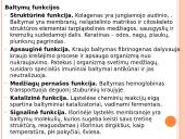 Skaidrės apie baltymus 4 puslapis