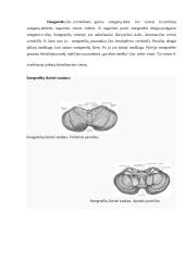 Smegenėlių anatomija ir funkcija