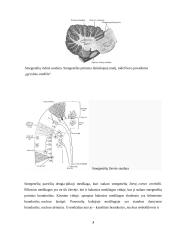 Smegenėlių anatomija ir funkcija 3 puslapis
